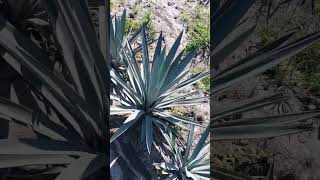 En busca de un agave variegado de entre 30 mil plantas Agave Tequilero [upl. by Roee]