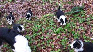 Proprioceptive training of puppies 6 weeks old [upl. by Howlyn]