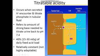 Renal Bicarbonate Absorption and Titratable Acidity [upl. by Finbur]