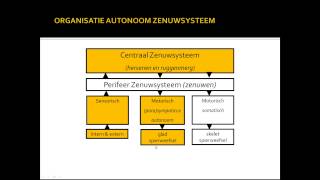 basisstof 6 autonome zenuwstelsel [upl. by Trojan]