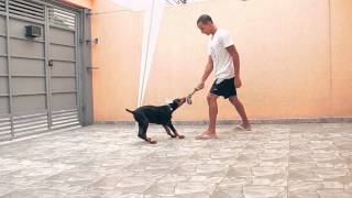 Bolt  Dobermann  3 meses [upl. by Enidlareg]