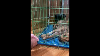 how to treat sick puppy infected parvo virus [upl. by Island]