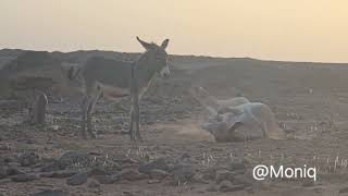 Sahara Tuareg Plateau Tassili Sefar سيفار Dżanat Djanet جانيت Algieria [upl. by Camroc662]