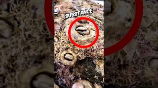 Team Rescued Giant sea turtle from barnacles🥺🥹 shortfeed turtlerescue animalstories [upl. by Netsrek]