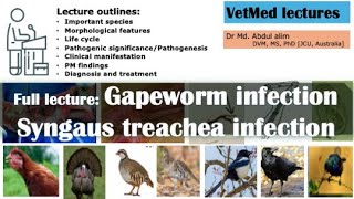 quotBattling Gapeworm  Everything You Need to Know About Syngamus trachea infection in Chickensquot [upl. by Dionne946]