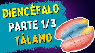 Anatomia do DIENCÉFALO  Parte 13  TÁLAMO [upl. by Anilram757]