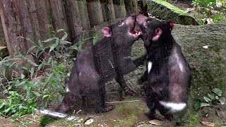 いがみ合うタスマニアデビル（多摩動物公園）Intimidating Tasmanian devil [upl. by Annayak]