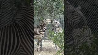 CRI du ZEBRE 🦓 BRUIT du ZEBRE [upl. by Idel]