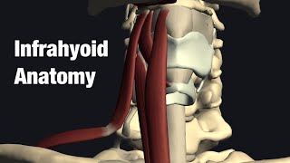 Anatomy and function of infrahyoid muscles [upl. by Claudia]