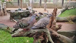 A pair of Bronzewing pigeons [upl. by Tabber]