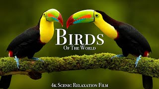 Birds Of The World 4K  Scenic Wildlife Film With Calming Music [upl. by Garibull]