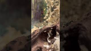 Polyrhachis dives Nest Becken [upl. by Adnale]