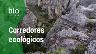 Bio Papos  Corredores Ecológicos [upl. by Anyat]