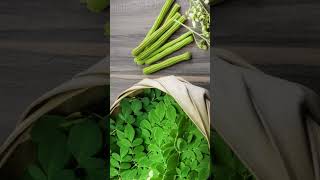 How to grow Moringa Plant from Cuttings and Seeds  Drumstick Tree  Moringa Oleifera [upl. by Notxap]