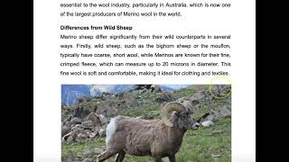 Merino sheep [upl. by Enad43]