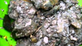 Gold panning and Sluicing Tailing Pile [upl. by Kinghorn]