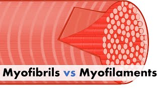 Myofibrils vs Myofilaments [upl. by Eltsirc]