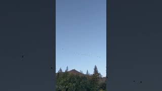 Ponderosa Geese flying over river [upl. by Raynell]