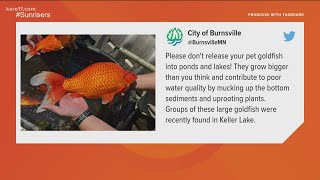 Giant goldfish are taking over a Burnsville lake [upl. by Nosned]