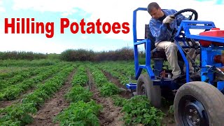 I Hilling Potatoes with a Mini Tractor The work of a mini tractor in the garden [upl. by Alleoj]