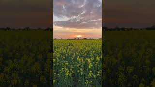 Shorts  Raps field in Dragør  Denmark [upl. by Lexa38]