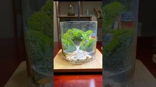 terrarium tree trendingshorts aquarium trending fyp viralvideo plants shorts shortvideo [upl. by Suilenroc571]