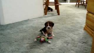 Beagle Puppies 2 [upl. by Faucher]