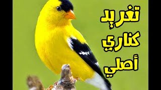 تغريد كناري أصلي لتعليم الفراخ canary singing [upl. by Yi]