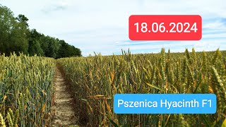 Pszenica sezon 2024  Pszenica hybrydowa HYACINTH 🌾 18062024 [upl. by Bywoods]