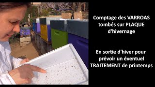 Comptage du Varroa sur Plaque dHivernage [upl. by Aduh]