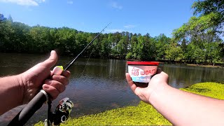 Bluegill Fishing the Old Fashioned Way Giveaway [upl. by Schreib889]