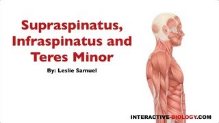 091 Supraspinatus Infraspinatus and Teres Minor [upl. by Alletnahs755]