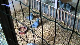 Op De Beeck  Baetens Racing Pigeons Loft  Taubenschlag  Palomar 2014 [upl. by Hoashis]