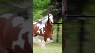 Wildhorse  Horses  cavalli  caballos  馬匹  лошади  chevaux  otlar  horselife horsefan [upl. by Tan]