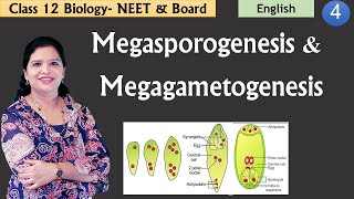 Megasporogenesis amp Development of Embryo Sac NCERT Class 12 [upl. by Trebla268]