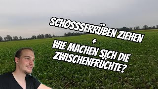 vlog145 Schosserrüben ziehen und Zwischenfrüchte begutachten Ein Arbeitstag auf dem Feld [upl. by Nodnil]