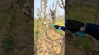 Pruning cherry tree branches process [upl. by Sturrock373]