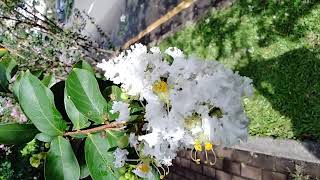 Natchez White Crepe Myrtle Tree  Acoma Crape Myrtle bushes Lagerstroemia indica [upl. by Nollat704]