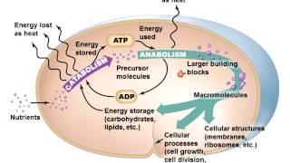 Microbial Metabolism Chapter 5 Part 1 of 2 [upl. by Gene]