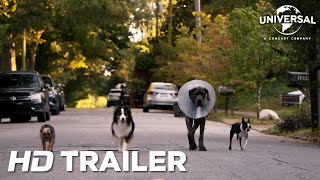 STRAYS – Official Trailer [upl. by Bardo345]