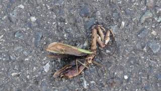 Ants Swarming around a Dead Praying Mantis オオカマキリ♀とハリガネムシの死骸に群がるアリ [upl. by Lesslie]