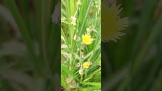 Flower of Annual Sowthistle  Sonchus oleraceus  Asteraceae Family Plants annualsowthistle [upl. by Heater]