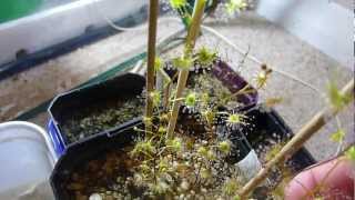 Drosera auriculata [upl. by Amity]