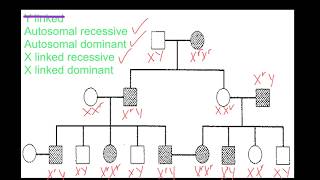 Pedigree Analysis [upl. by Goines]