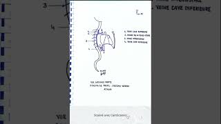 Vue latérale droite du système veineux azygos [upl. by Amalbergas]