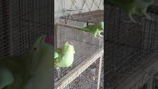 Mettu betye funny parrot parrottalking ringnecktalking [upl. by Mercy]