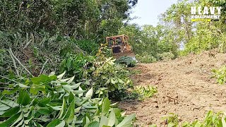 Excellent Work Operator Bulldozer CAT D6R XL Working to Expand Plantation Road [upl. by Combe391]