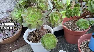 233 AEONIUM RESCATE SUCULENTAS [upl. by Kerred271]