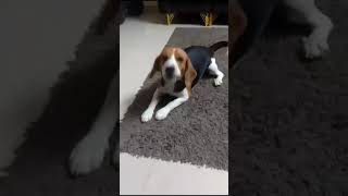 beagle barkingbeaglebarkingpetdogshortsyoutubeshortsviralvideotrending [upl. by Luba138]