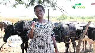 Meet Theresa Michelo A Dairy Farmer From Chilanga She was a nominees in the 2022 Agricoop Awards [upl. by Ahsekat]